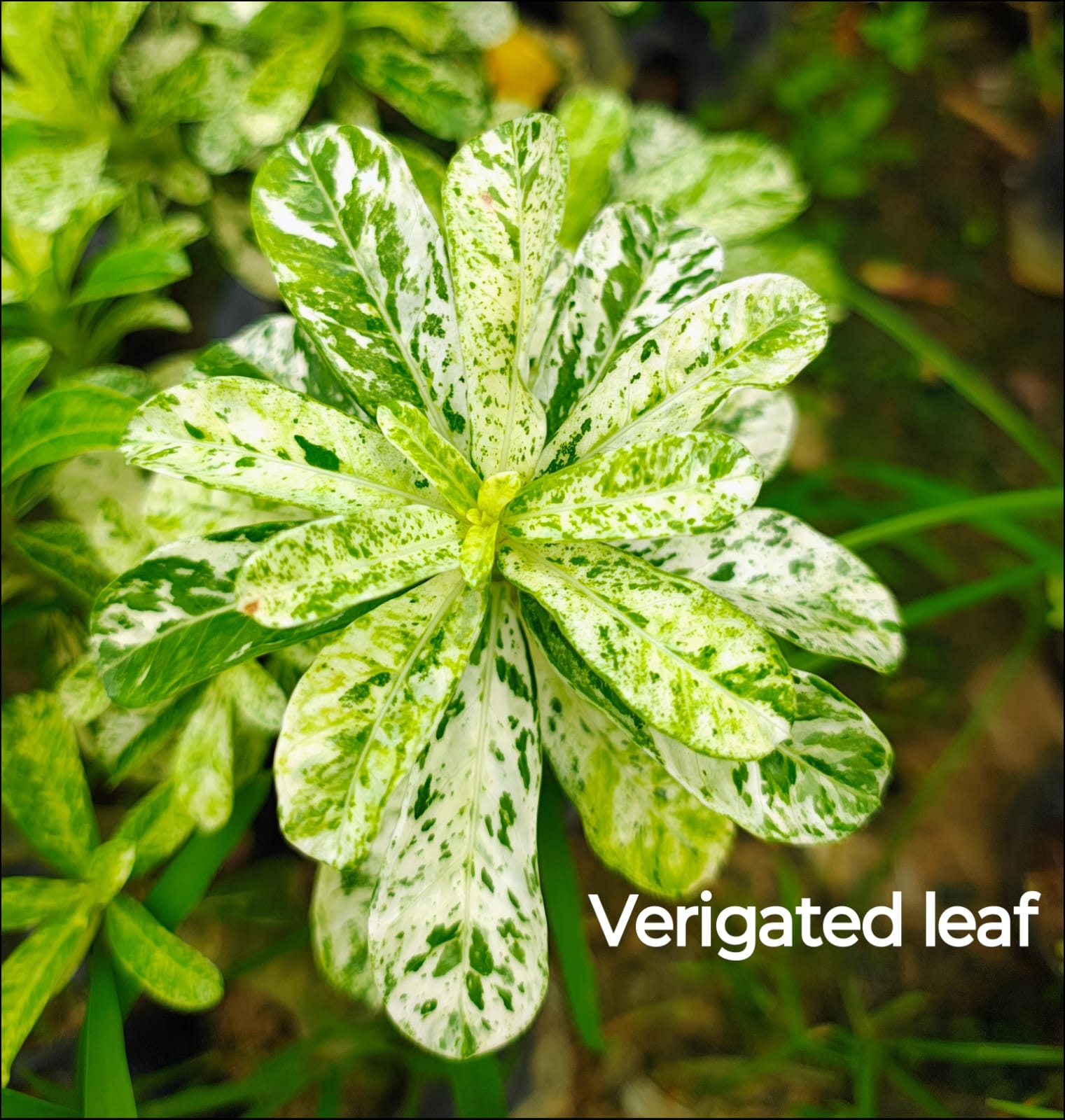 Stunning Rosy Adenium 4